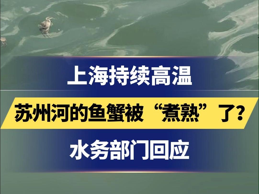 上海持续高温,苏州河的鱼蟹被“煮熟”了?水务部门回应哔哩哔哩bilibili