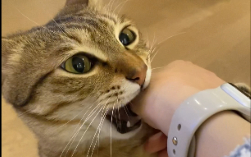 小猫咪给手抖的病母进行针灸治疗