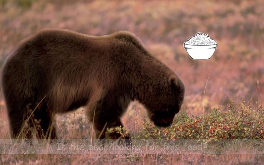 [图]Brown Bear 棕熊的四季