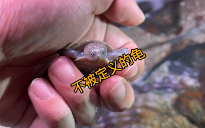 仰泳龟的新技能~-一木一叶造景-老李-一木一叶造景-老李-哔哩哔哩视频