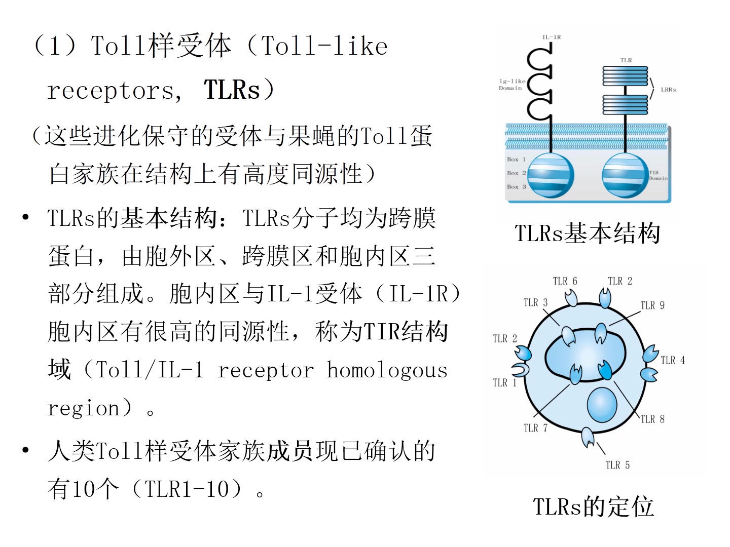 分子免疫学 第九章 固有免疫细胞哔哩哔哩bilibili