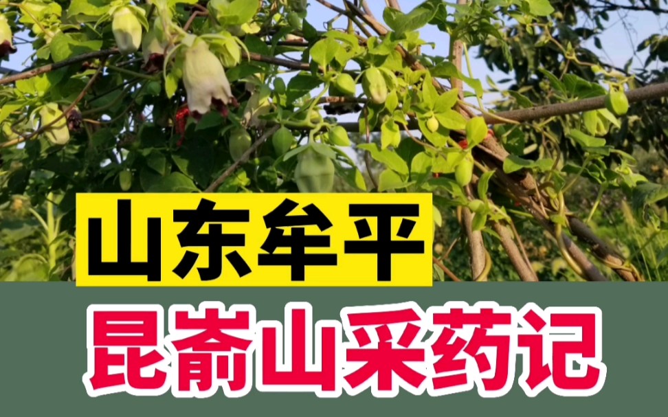 烟台昆嵛山采药记哔哩哔哩bilibili