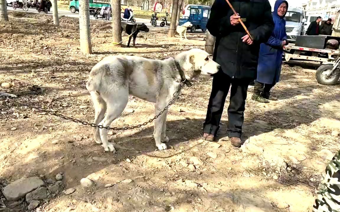 莱州红配德牧犬的后代图片