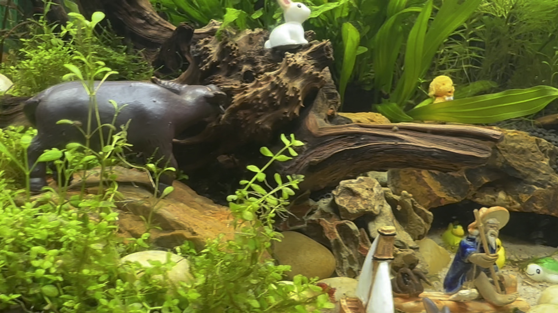 木石沙草缸(2)水底万物生