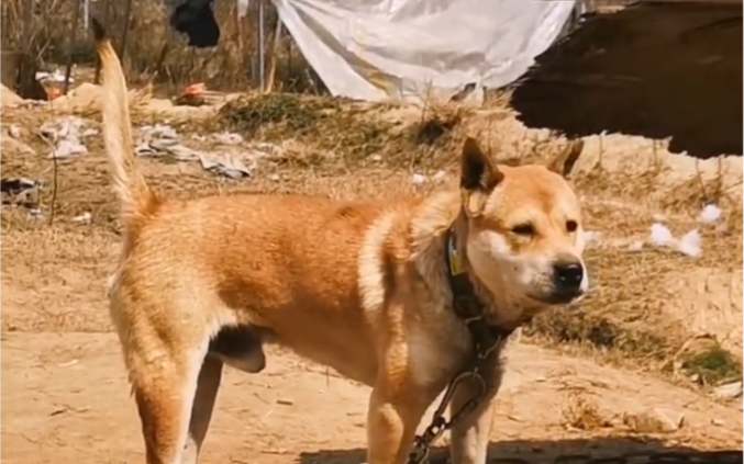 漂亮的田园犬大黄欣赏哔哩哔哩bilibili