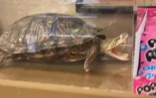 龟蛇玄武 搜索结果 哔哩哔哩 Bilibili