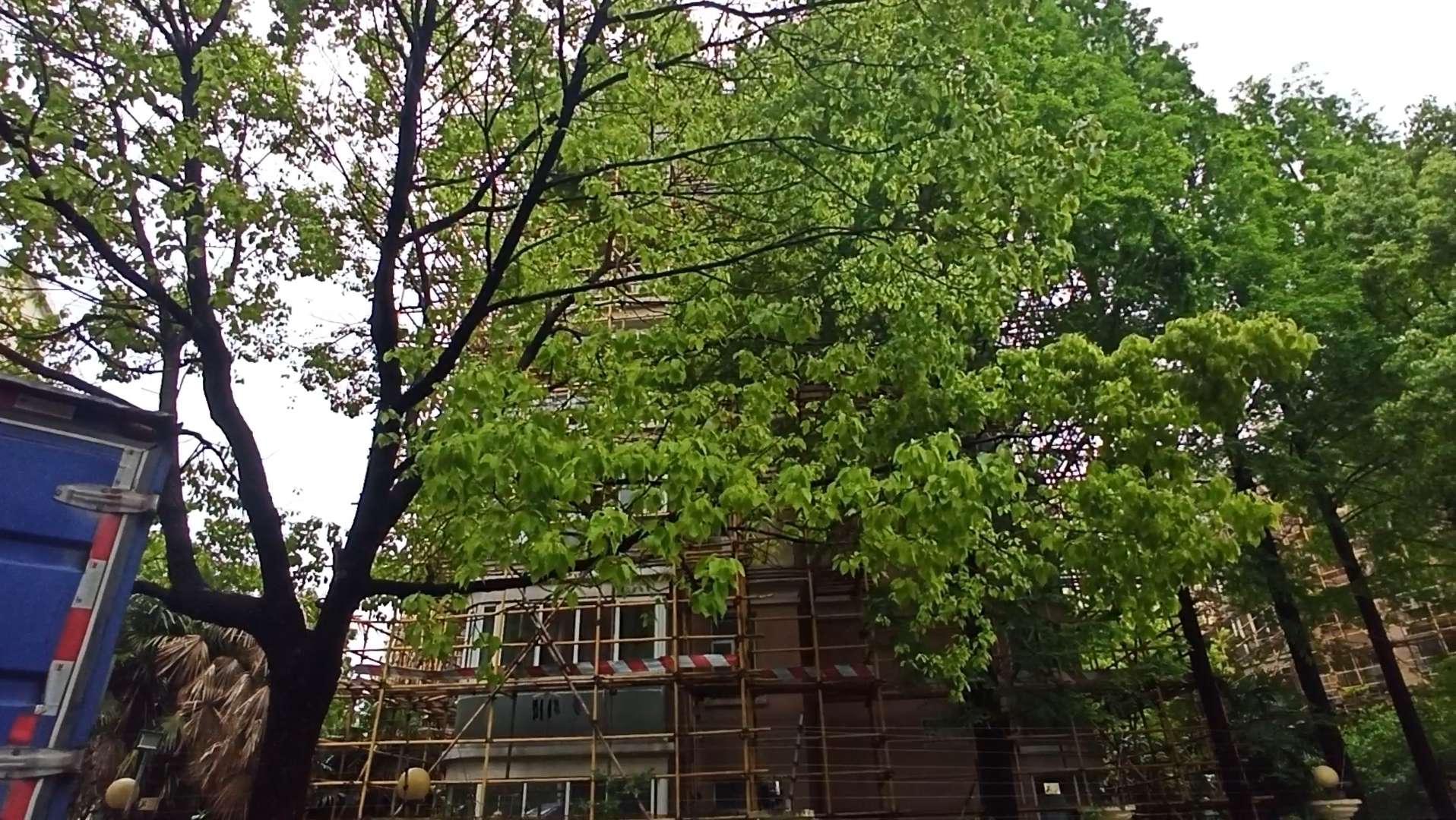 上海小区里大多种的香樟树,一到春天,扑鼻而来香味