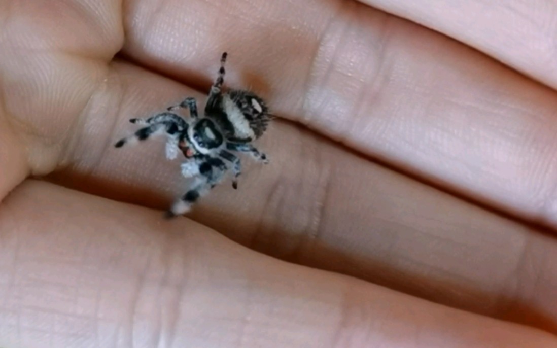 【佛罗里达跳蛛】稳重温柔的灰佛小姑娘