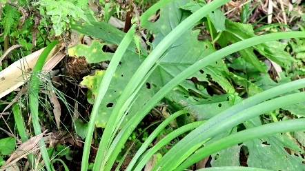 石菖蒲具有温煦肌肉,祛除寒湿的作用,能够改善肌肉的寒湿状况,缓解