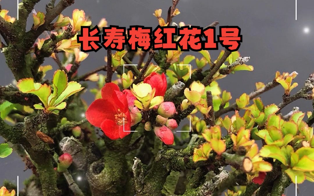 长寿梅红花一号