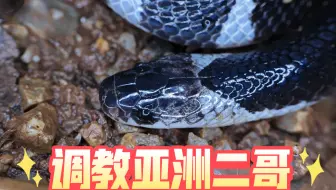 调教亚洲二哥云南环蛇，了解它才能更好的应对它