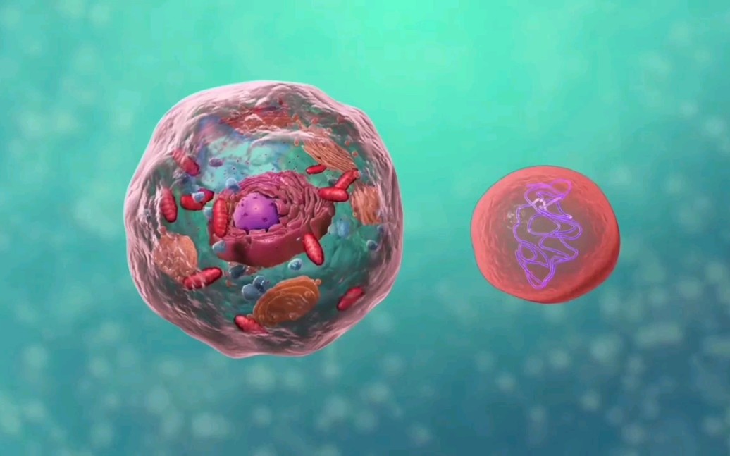 【搬运】7分钟看懂细胞结构(熟肉)