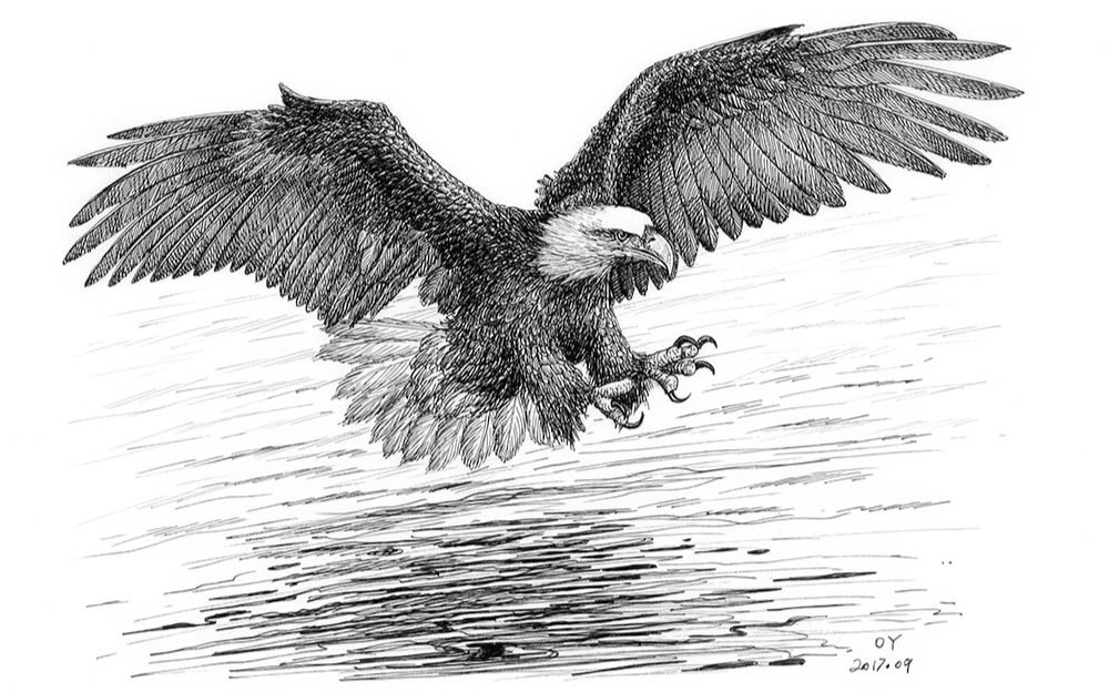 oy钢笔画 鹰2分钟1080_绘画_生活_bilibili_哔哩哔哩