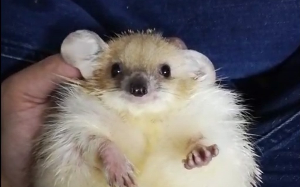 【刺猬】一只大耳朵刺猬