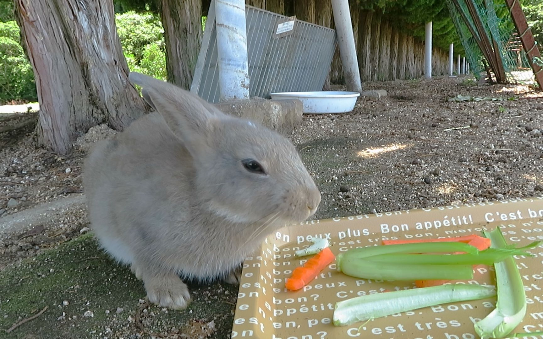 【大久野岛】可爱的小灰兔