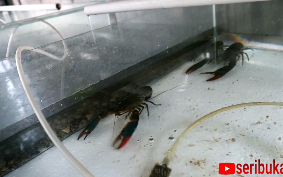 印尼巴厘岛上的一个小型立体红螯螯虾养殖场