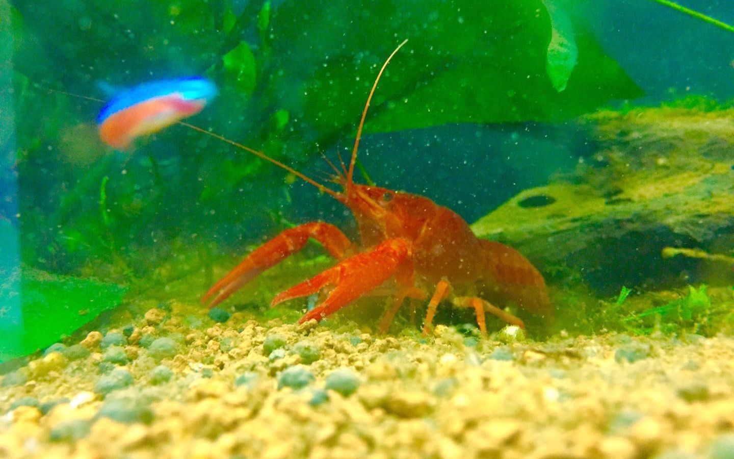 橘螯小龙虾吃红绿灯鱼