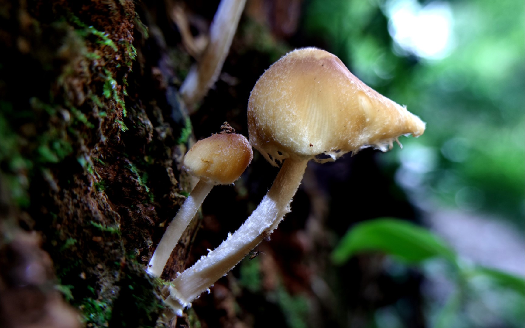 喜湿小脆柄菇——摄于广州六片山