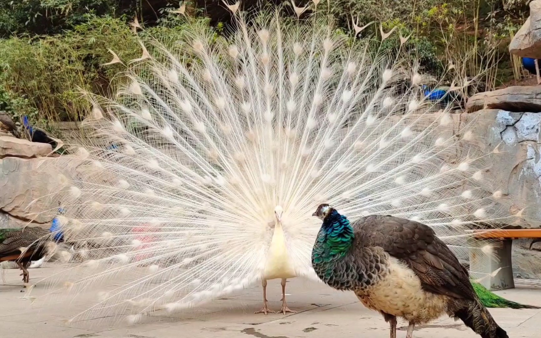 【孔雀开屏】白孔雀vs蓝孔雀