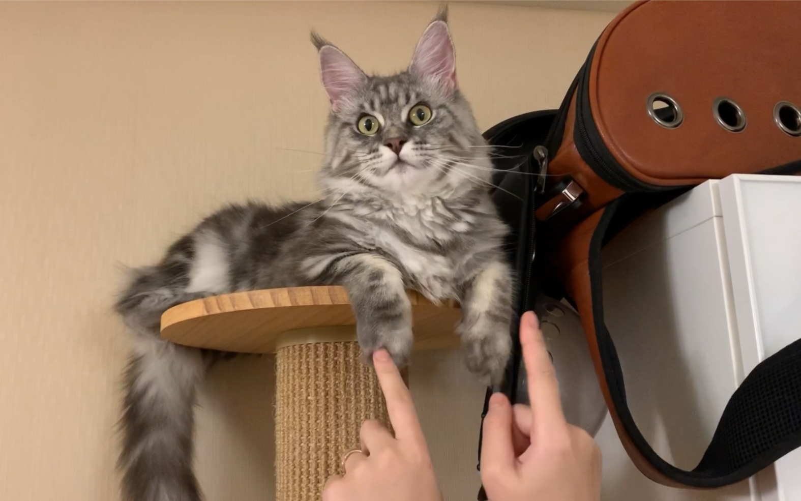 缅因猫的小爪爪怎么玩