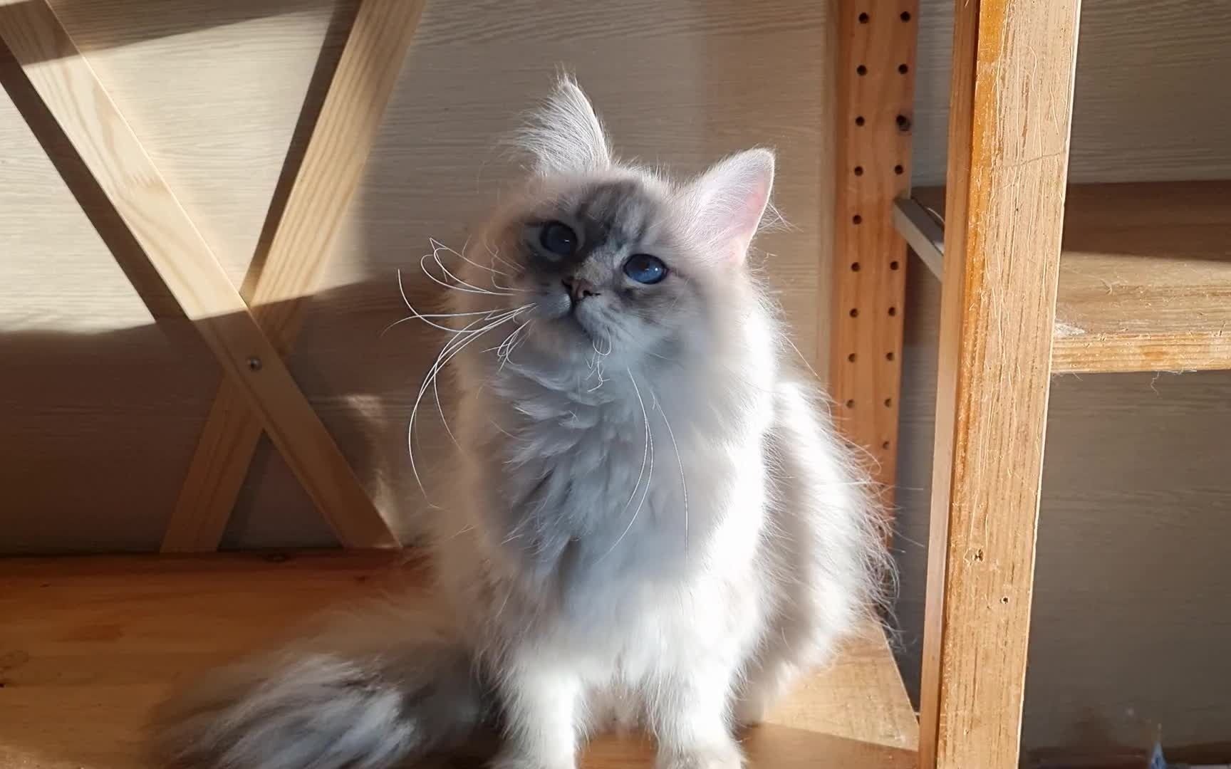 hamida - neva masquerade cat