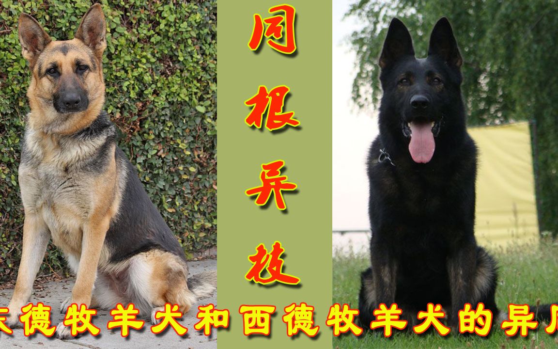 同根异枝东德牧羊犬和西德牧羊犬的异同