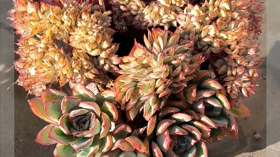 月光女神缀化多肉