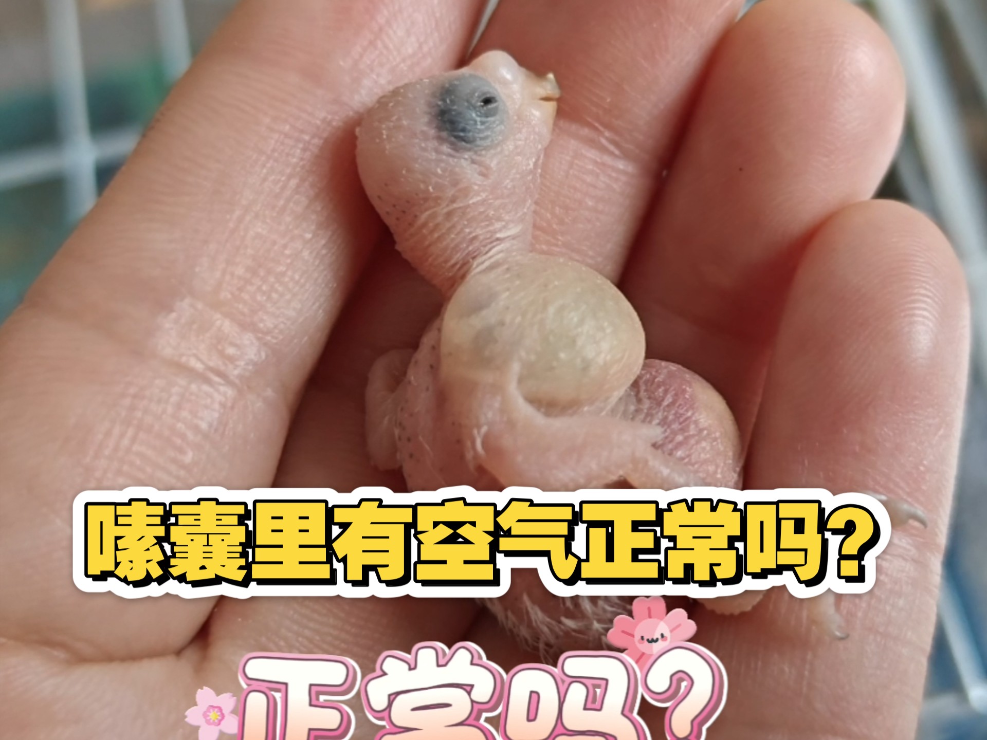 小鹦鹉嗉囊里有空气正常吗?