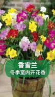 Download Video: 九月在家种上它，家里跟喷上了香水一样，种一盆年年开花！#香雪兰 #花卉 #园艺