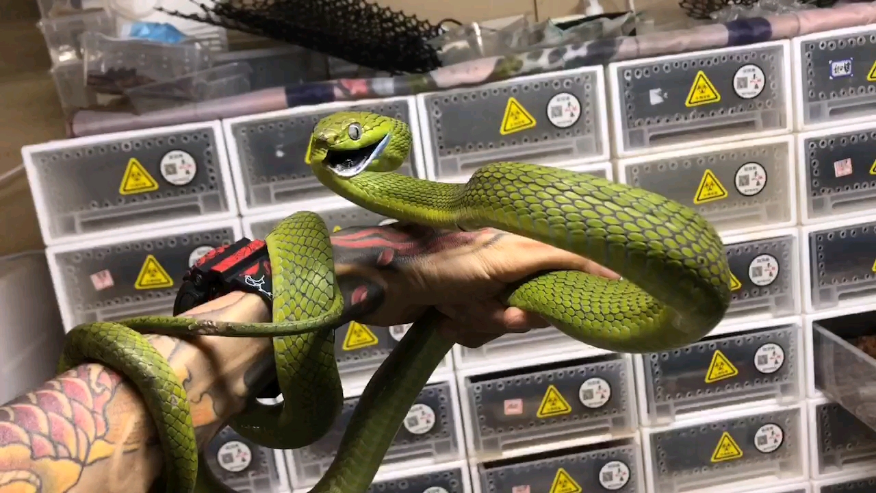 黑色嘴巴的绿林蛇,无毒呀