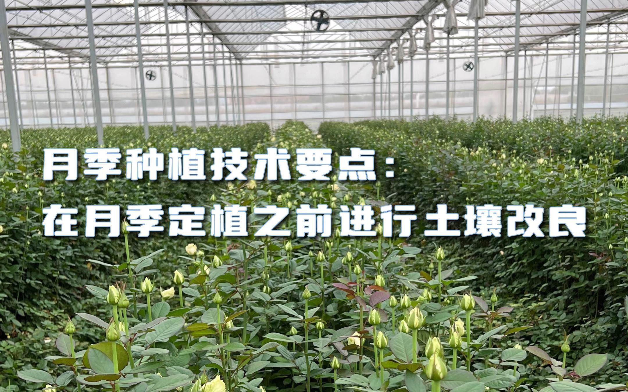 月季种植技术要点:在月季定植之前进行土壤改良哔哩哔哩bilibili