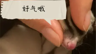 【蜜袋鼯】我又rua十五啦！