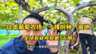 日本核心葡萄产区：一棵树可以种出一亩地的葡萄！看看他们是如何种植的...