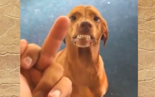 哈哈哈千万不要对狗狗竖中指,否则后果自负哈哈哈不行了要笑死了