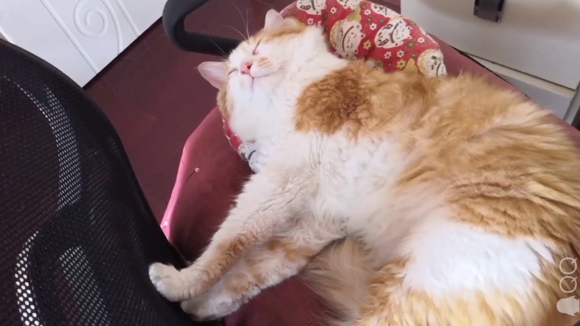 【茶茶/猫咪日常】无论要走多远会一直在身边(bgm:十二-r1se)_哔哩