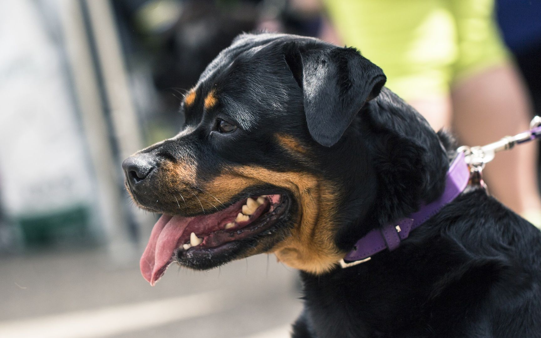 世界名犬之罗威纳犬