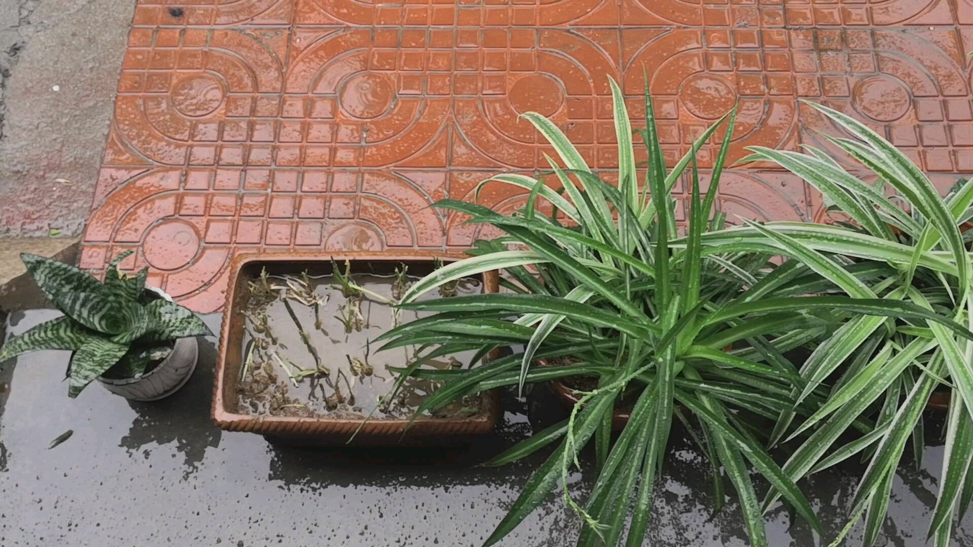 活动  喝水的植物