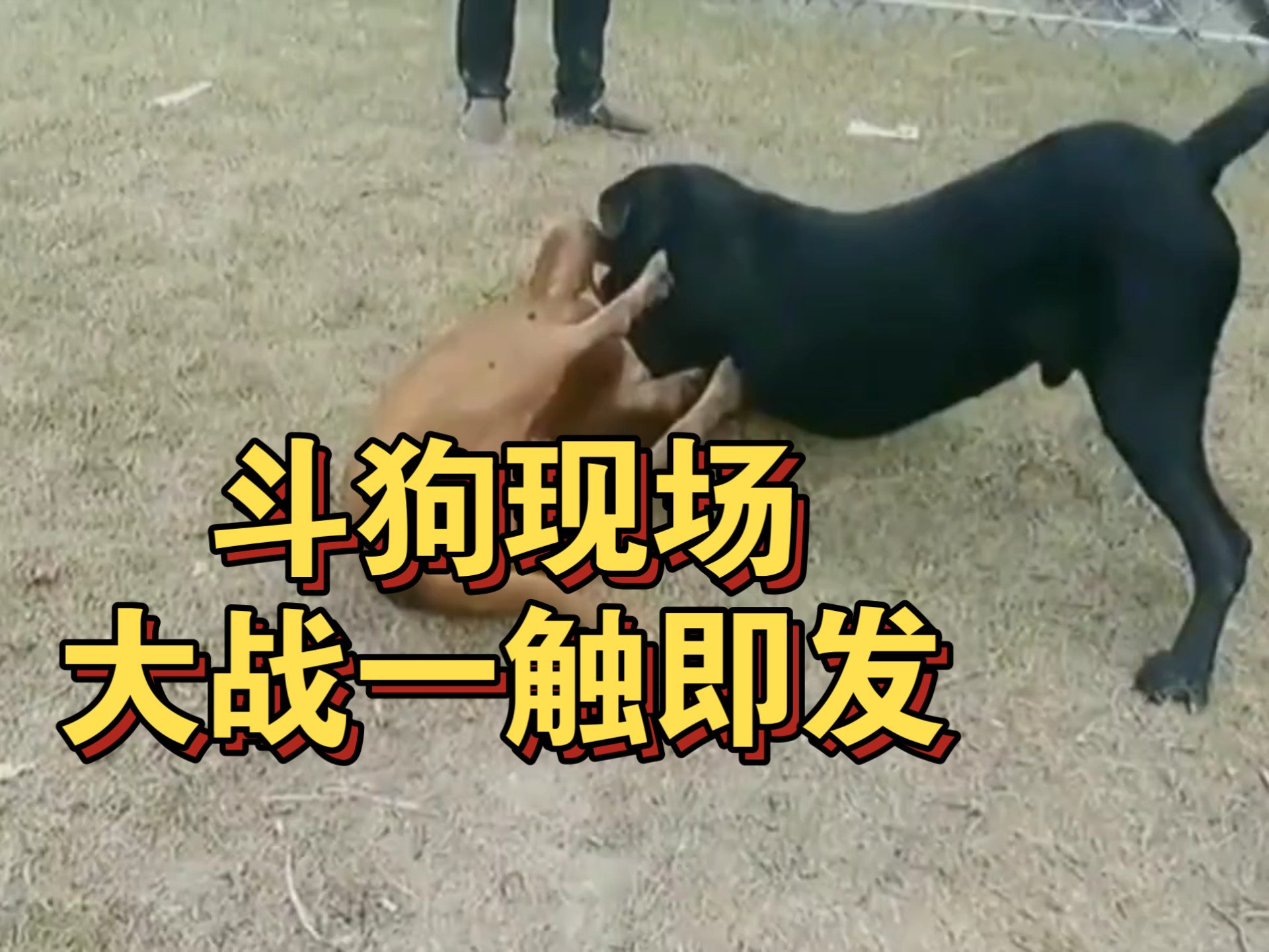 斗狗现场,比特犬被按在地上摩擦