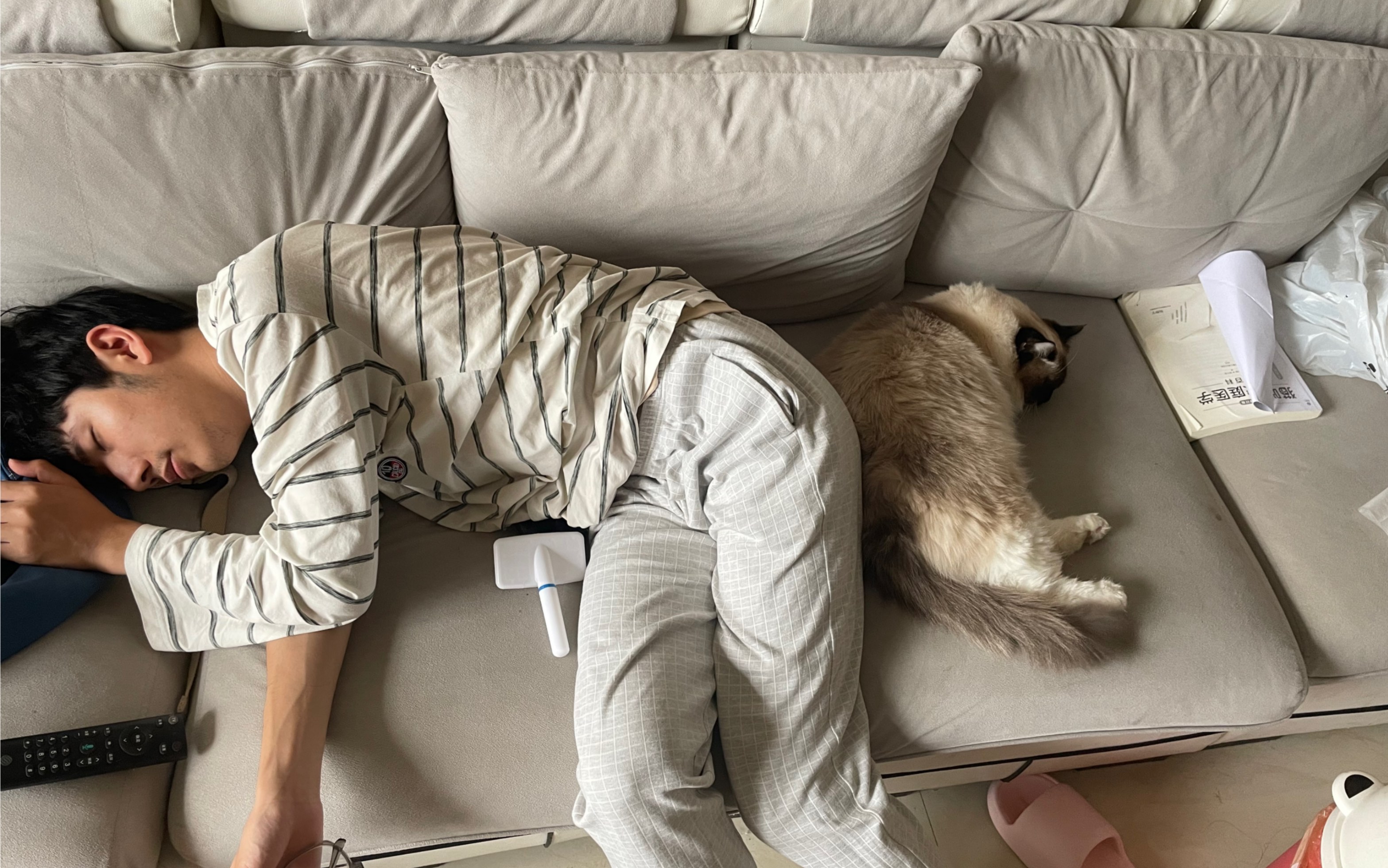 吓死人了/男朋友和猫猫一起睡沙发的奇葩姿势