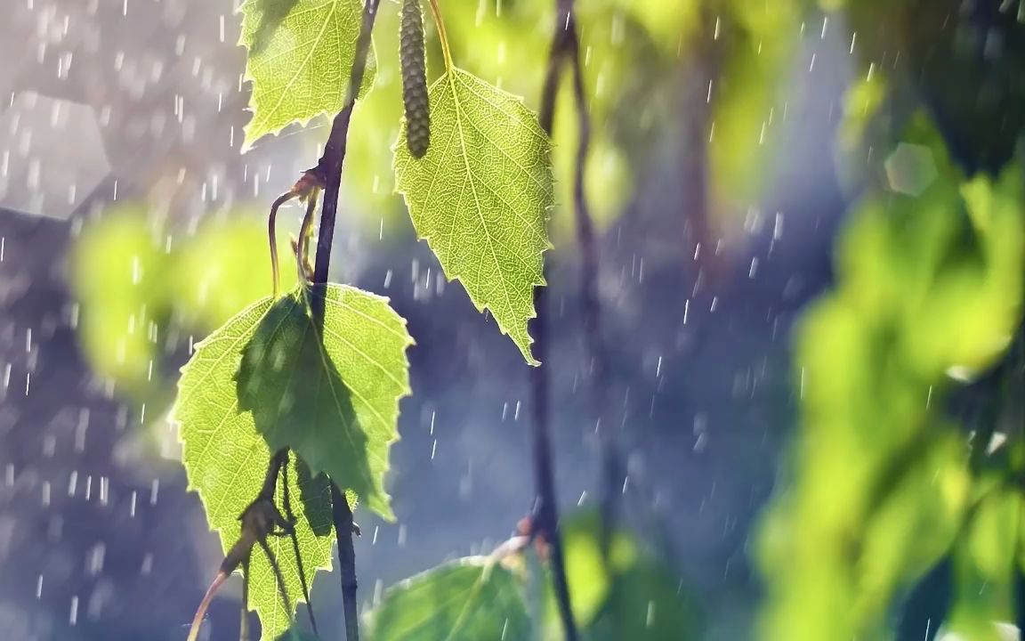 [图]雨与夜莺自然之声雨与夜莺之歌。#唐加文#