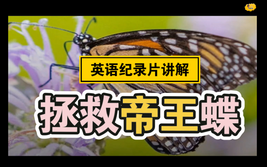 纪录片讲解《拯救帝王蝴蝶monarch butterfly 》哔哩哔哩bilibili