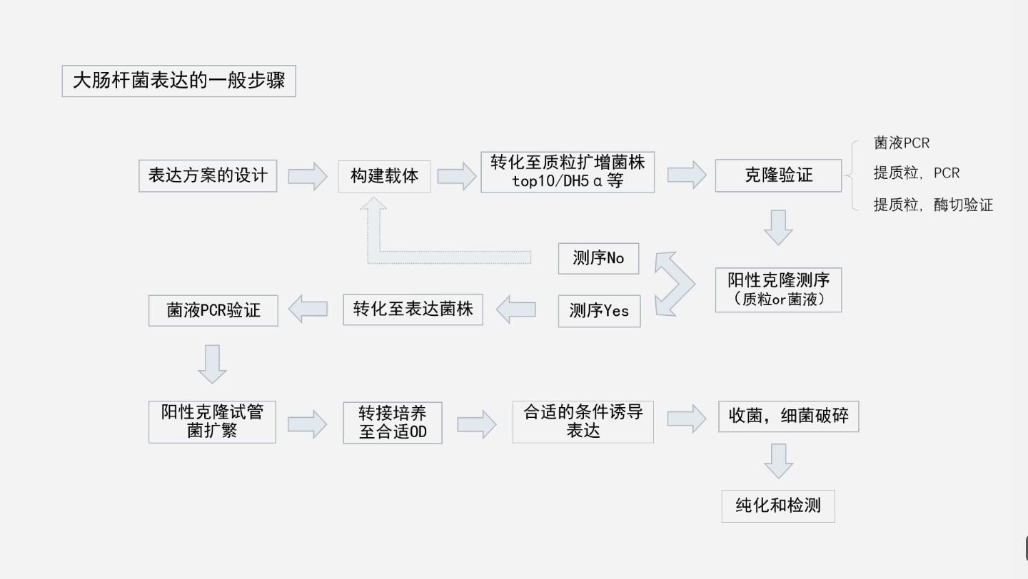 【生物技术】大肠杆菌表达2菌液PCR哔哩哔哩bilibili