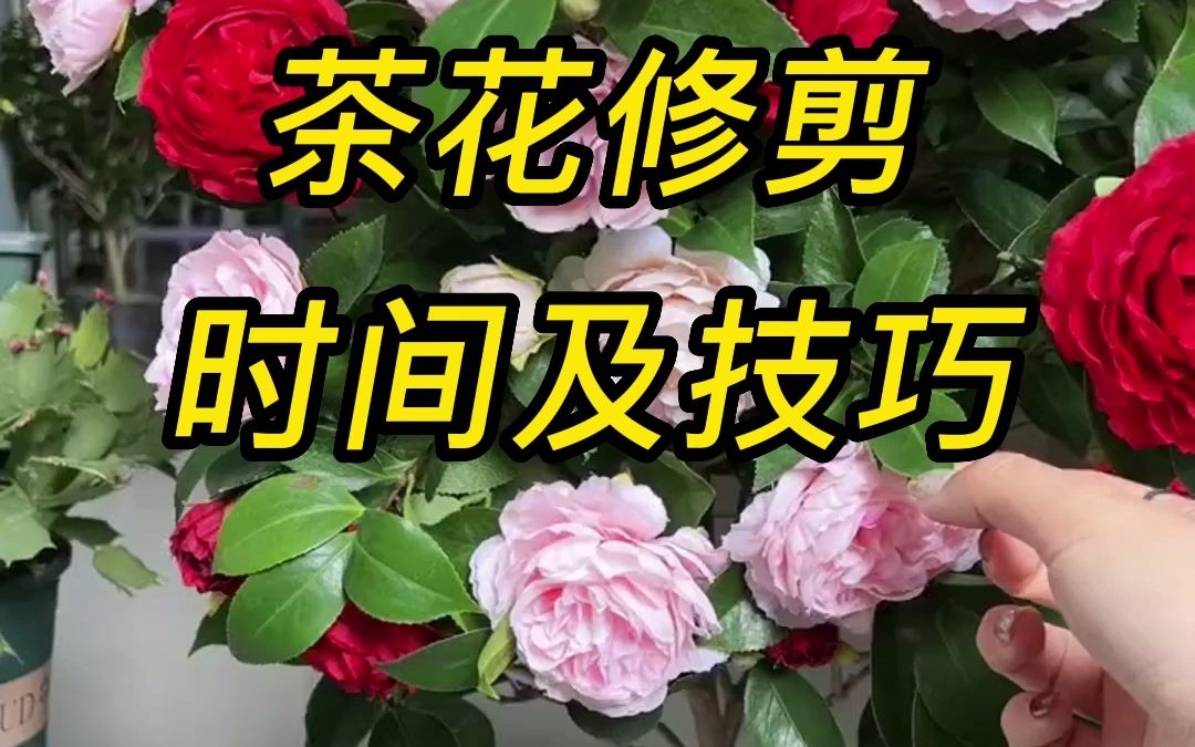 山茶花修剪花枝有什么技巧?