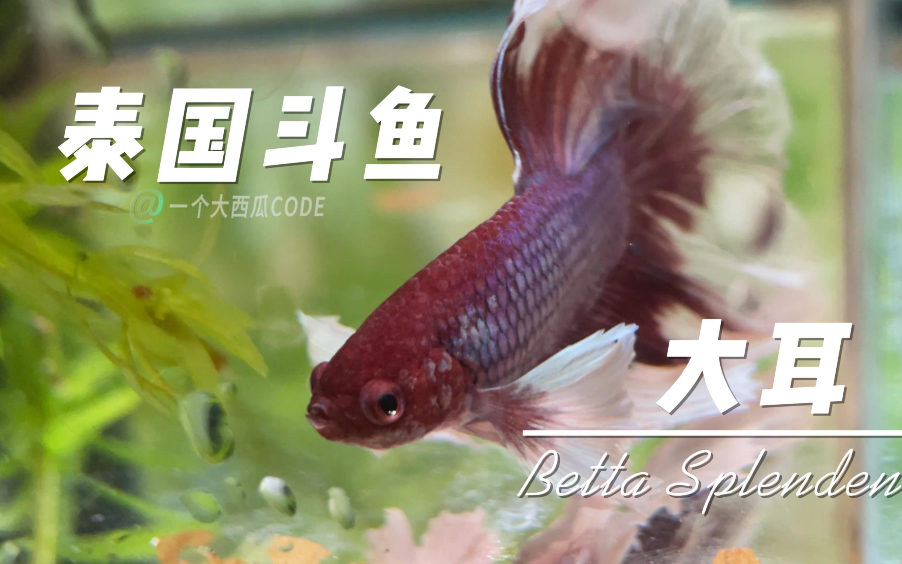 泰国斗鱼--大耳半月婚纱尾,纯享版