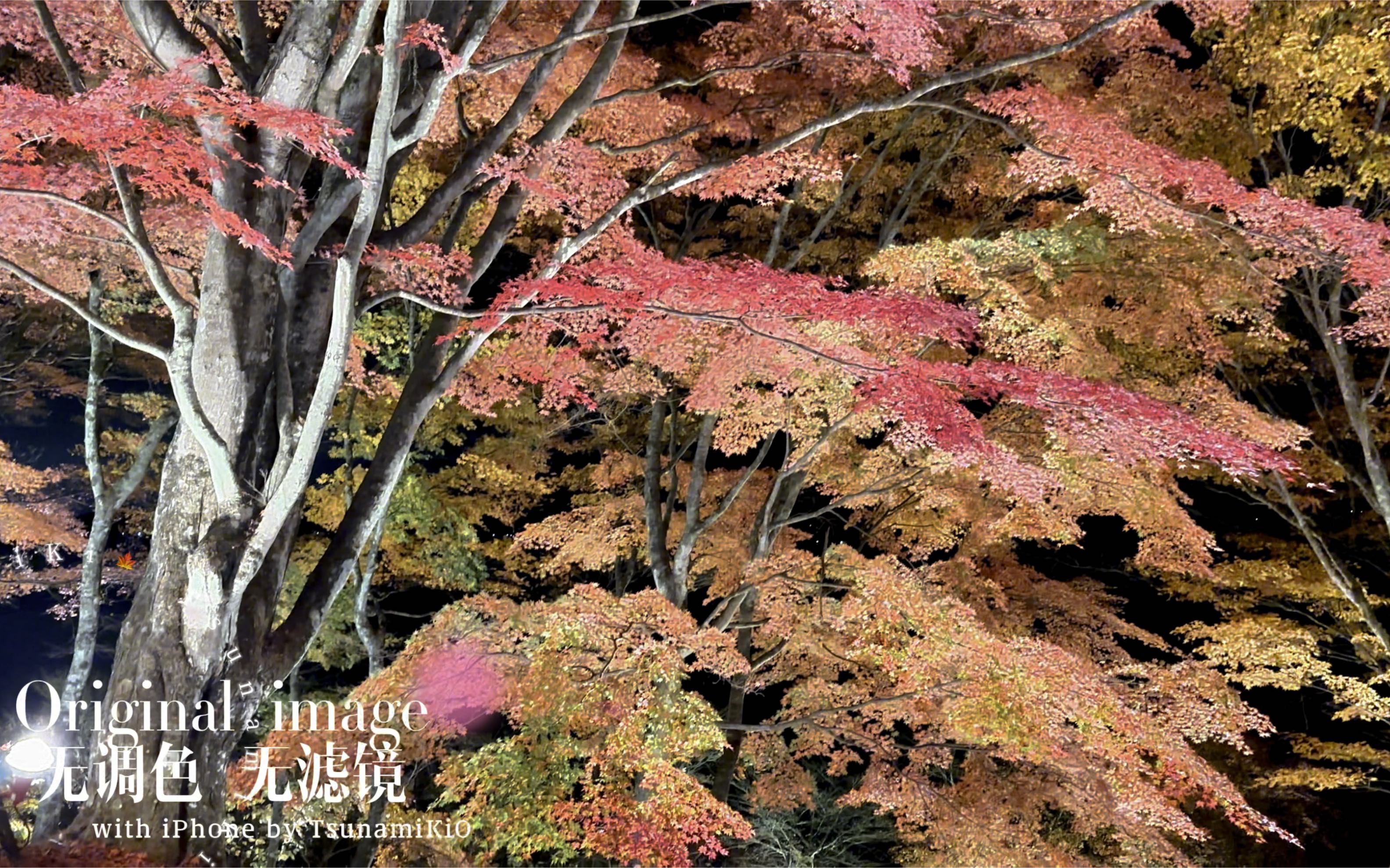 富士山下,此时此刻的红叶.使用iphone以杜比视界拍摄,无润饰无滤镜.