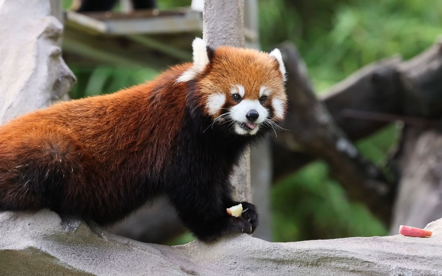 广州动物园小熊猫干饭环节