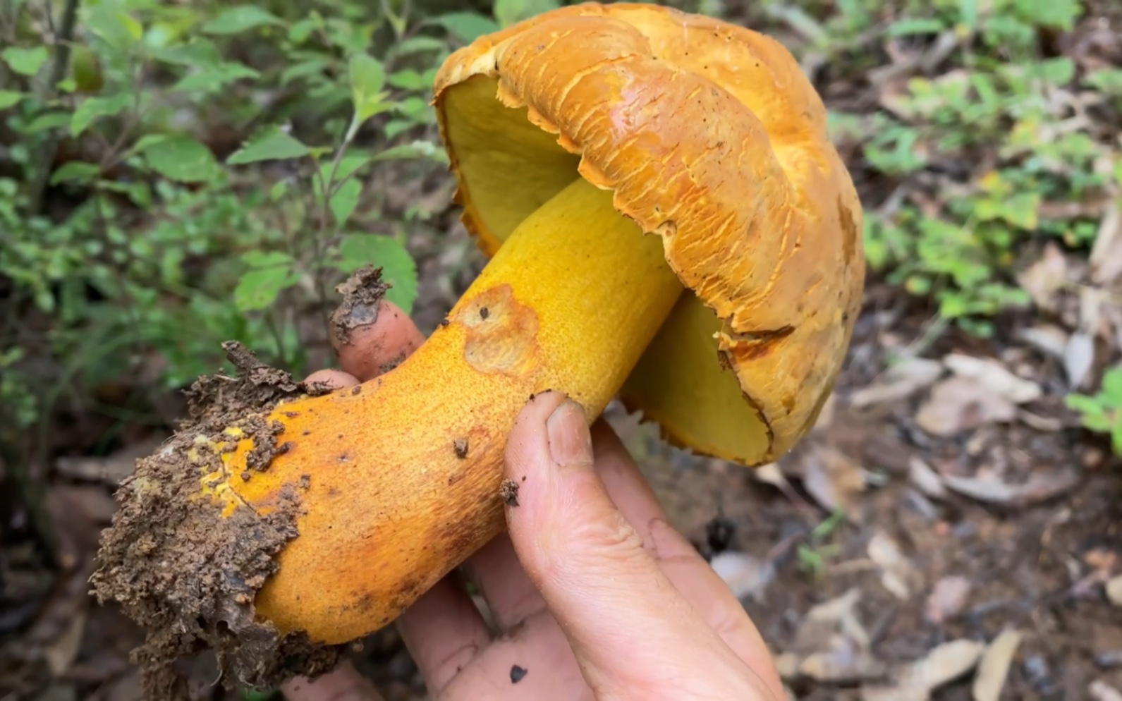 [图]采蘑菇、捡菌子，清晨冒着雨，越采越上头，收获太多，完全来不及清理了。