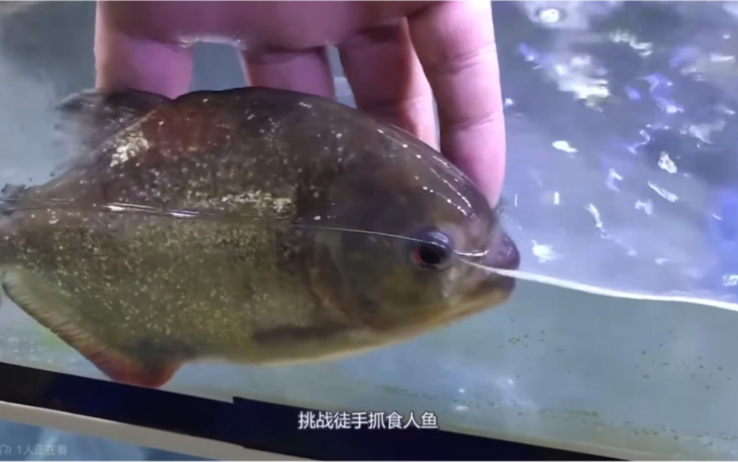 吐槽養魚的大潘第2集