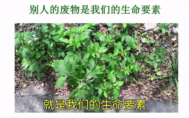 [图]【一根稻草】许素桂主讲_【杂草在生态平衡中扮演着非常重要的角色！