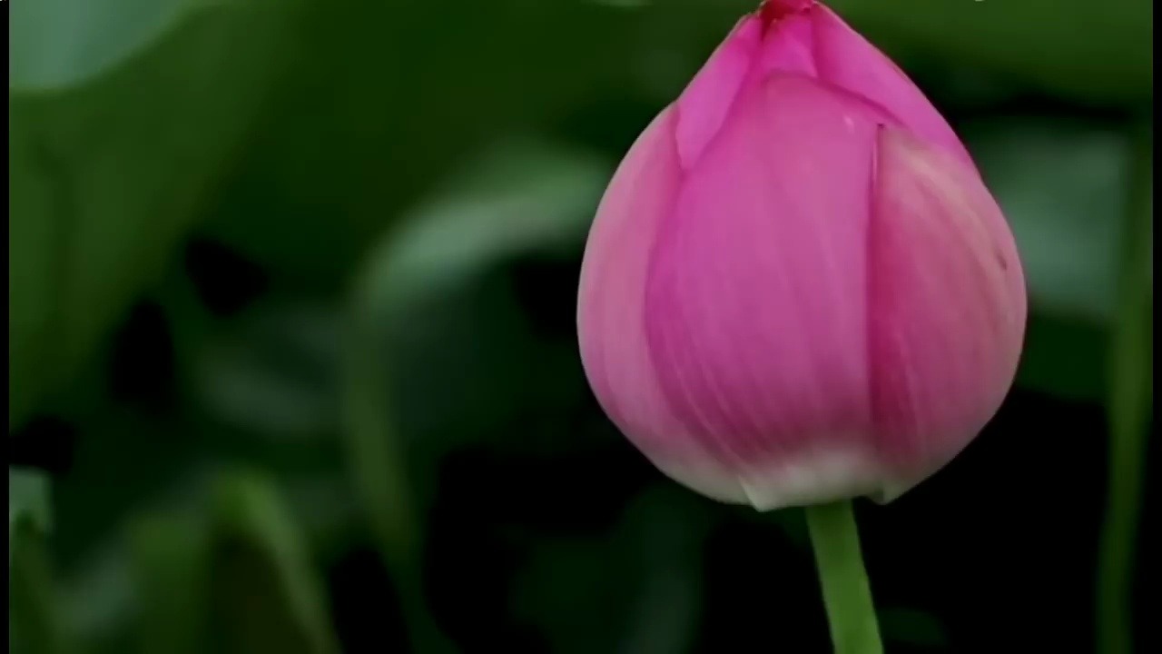 五音疗疾丨平和气血,宁心净脑,《古筝禅境》空灵沉静,余音绕梁